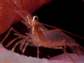   Peppermint Shrimp DX1G YS100a no cropping  